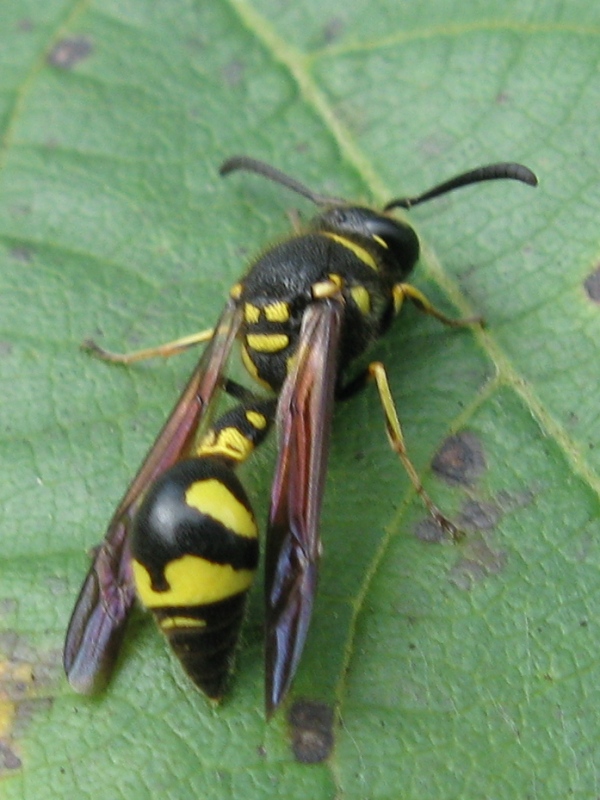 Vespidae Eumeninae: Eumenes sp.